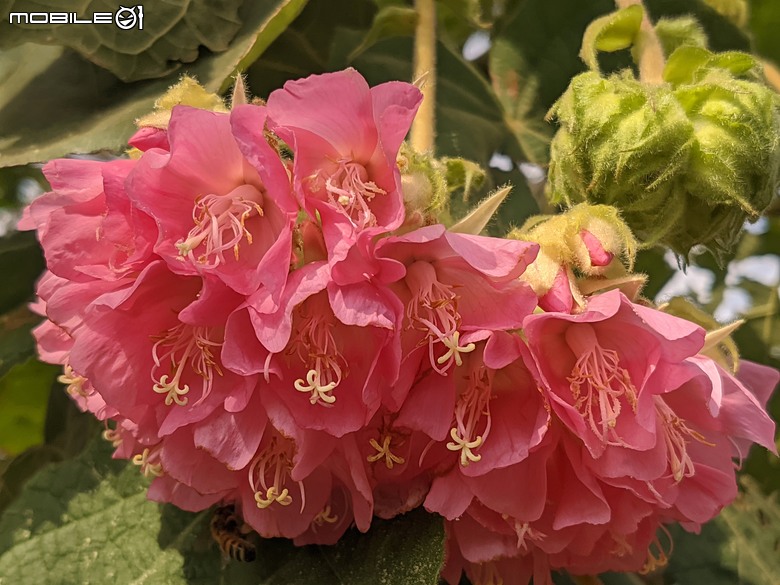 非洲芙蓉+紅花風鈴木 台南市仁德區仁德滯洪池 01/25