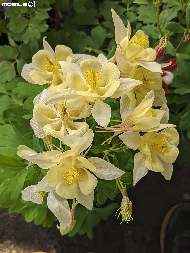 西洋水仙+鬱金香+鐵線蓮+風信子.... 台南市歸仁區七甲花卉區 01/25