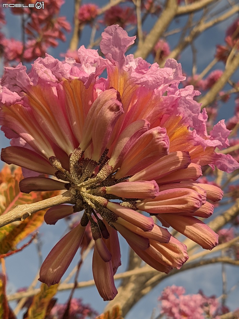 非洲芙蓉+紅花風鈴木 台南市仁德區仁德滯洪池 01/25