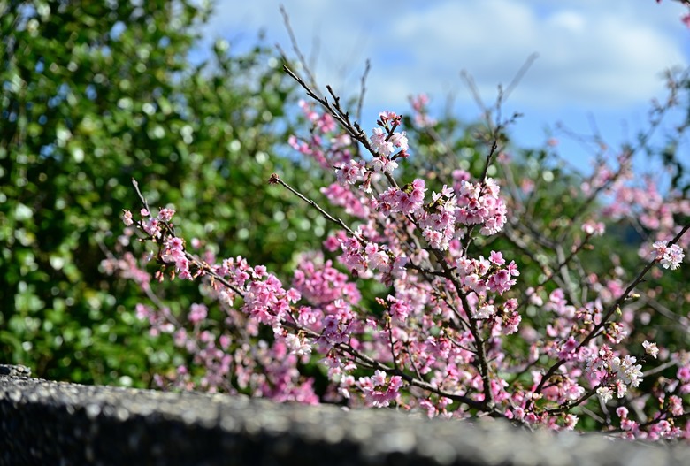 櫻花尚未綻放，古圳低語依舊：台北的山林散步 | 13.15km、4h08m