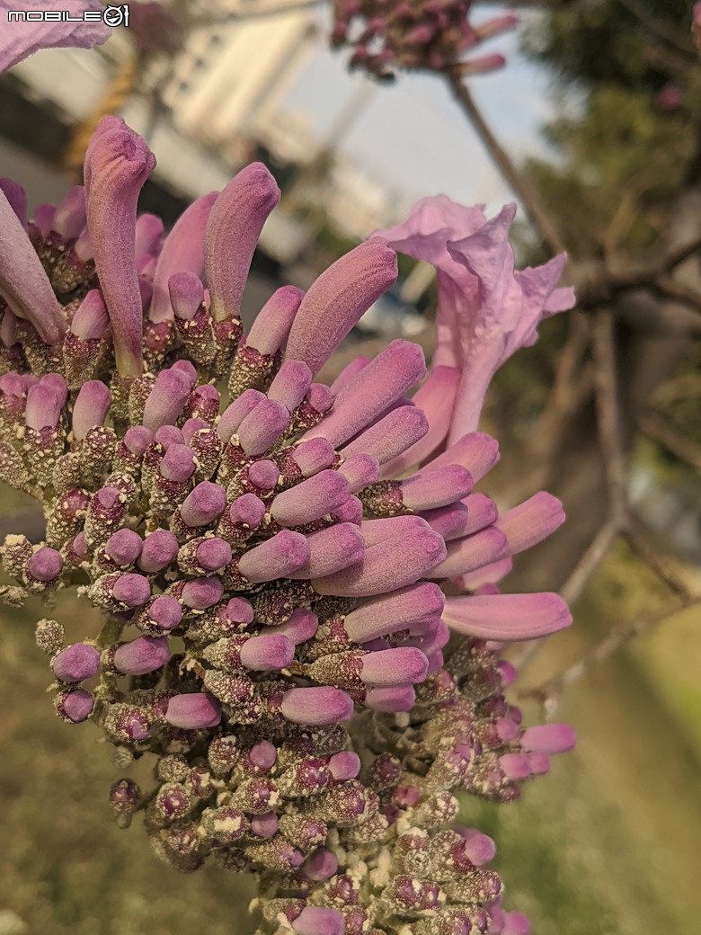 非洲芙蓉+紅花風鈴木 台南市仁德區仁德滯洪池 01/25