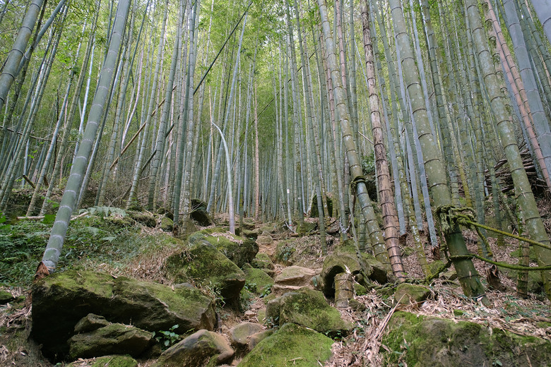 【溪頭四秀 】一條走在滿山竹林裡讓人快活的登山路線 | 溪頭山、竹崙山、志騰山、快活林