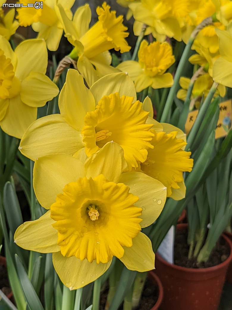 西洋水仙+鬱金香+鐵線蓮+風信子.... 台南市歸仁區七甲花卉區 01/25