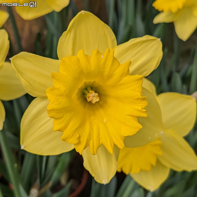 西洋水仙+鬱金香+鐵線蓮+風信子.... 台南市歸仁區七甲花卉區 01/25