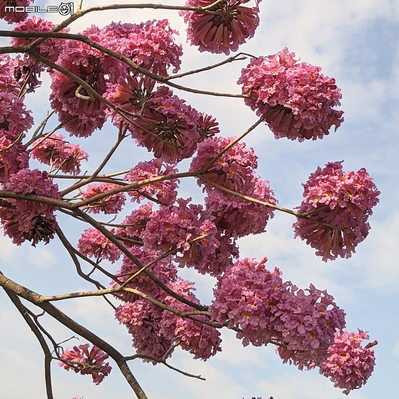 非洲芙蓉+紅花風鈴木 台南市仁德區仁德滯洪池 01/25