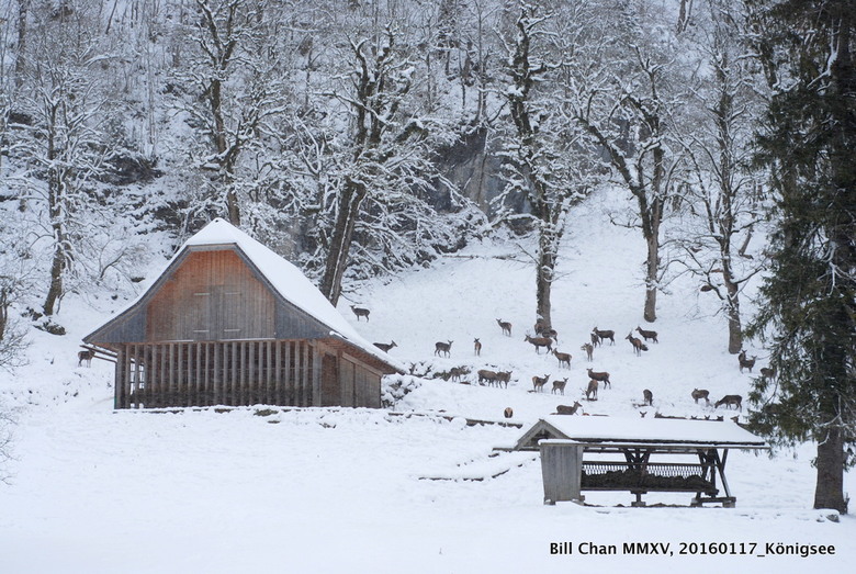 懷念一下Nikon D80 - 德國國王湖冬天之旅