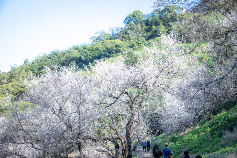 點我看大圖 南投國姓鄉賞梅小旅行|冬末年初最美風景