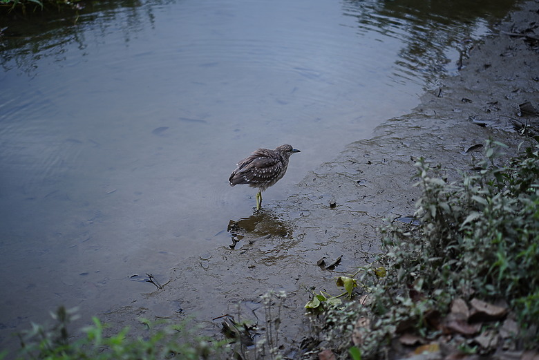 假日慢走新店廣興濕地｜用望遠鏡看見黑鳶與河岸的日常 -蔡司ZEISS TERRA ED 8x25雙筒望遠鏡