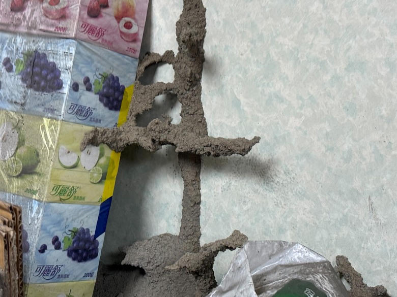 點我看大圖 中古屋、老屋裝潢前必做這件事|裝潢前白蟻預防分享|台南除蟲消毒公司