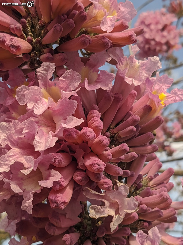 非洲芙蓉+紅花風鈴木 台南市仁德區仁德滯洪池 01/25