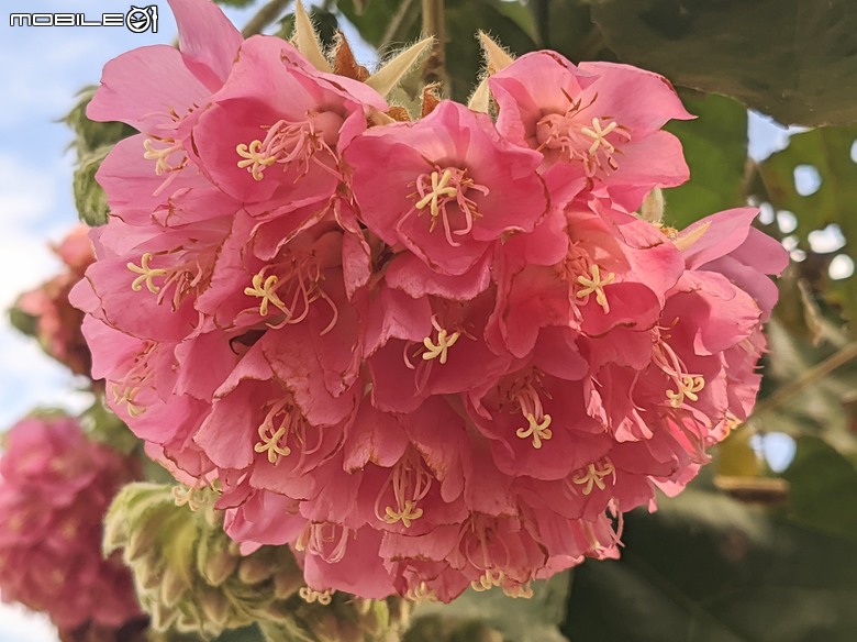 非洲芙蓉+紅花風鈴木 台南市仁德區仁德滯洪池 01/25