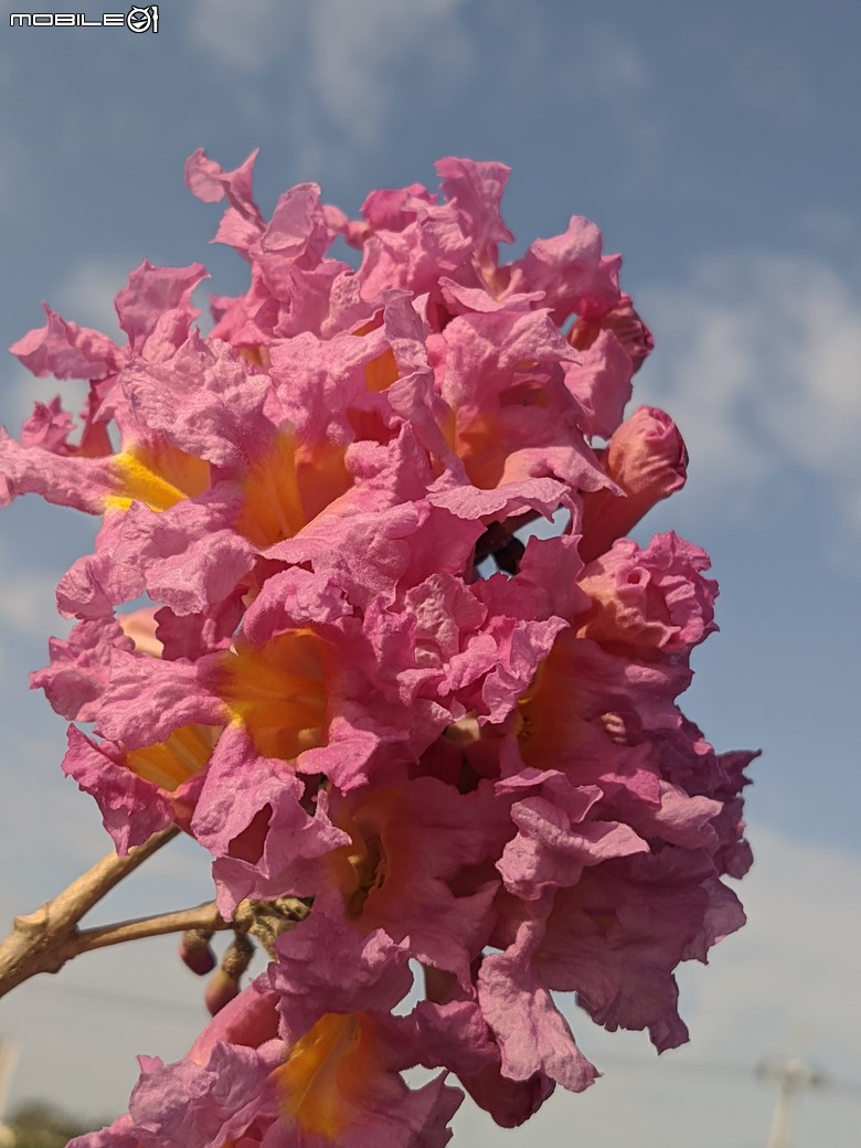 非洲芙蓉+紅花風鈴木 台南市仁德區仁德滯洪池 01/25