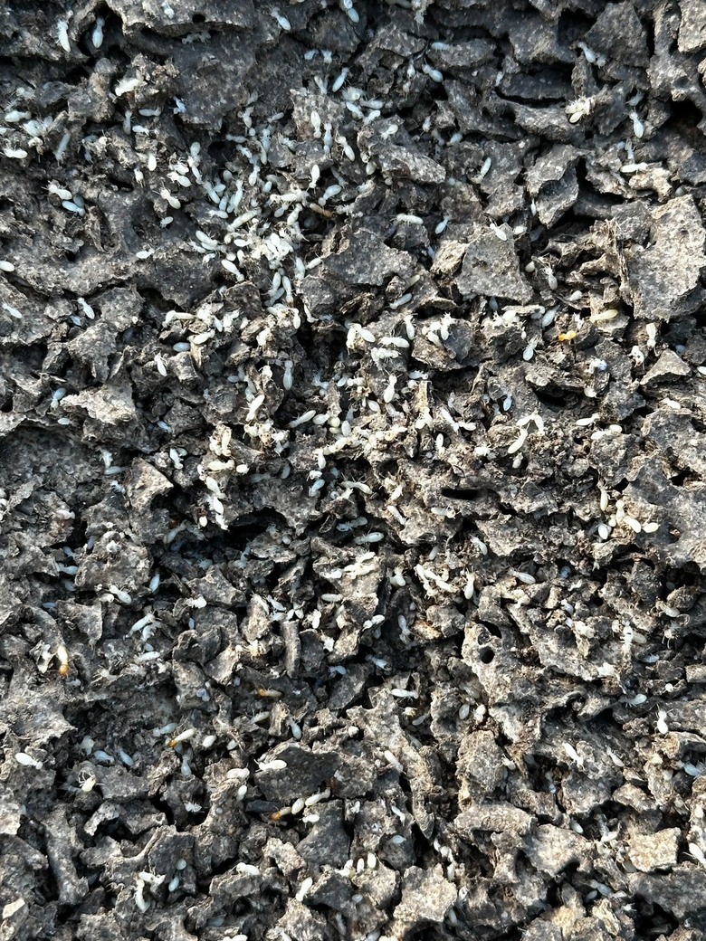 點我看大圖 中古屋、老屋裝潢前必做這件事|裝潢前白蟻預防分享|台南除蟲消毒公司