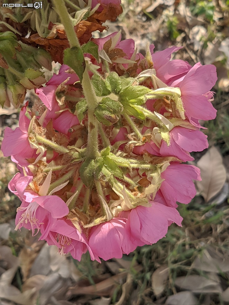 非洲芙蓉+紅花風鈴木 台南市仁德區仁德滯洪池 01/25