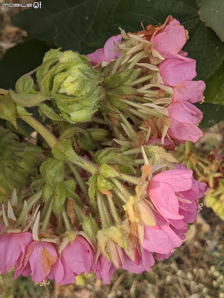 非洲芙蓉+紅花風鈴木 台南市仁德區仁德滯洪池 01/25