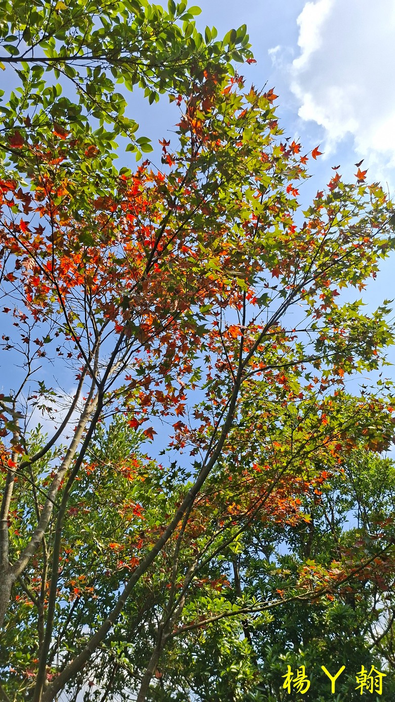 【郊山走走】拱北殿、三秀山、北港山，上山腳滑，下山狼狽
