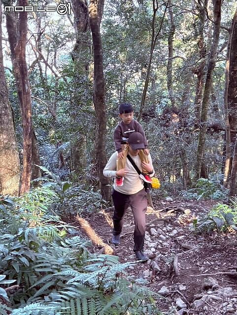 親子健行｜高台山：陪著孩子踏過樹根與泥土，陡上柳杉林探險！