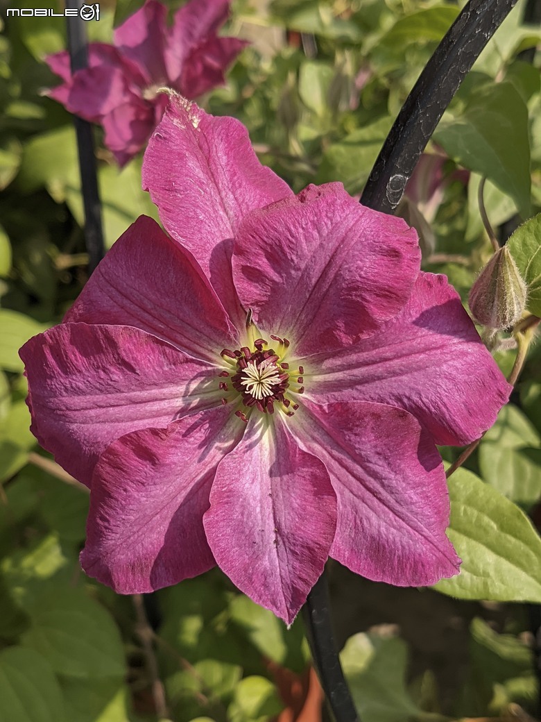 西洋水仙+鬱金香+鐵線蓮+風信子.... 台南市歸仁區七甲花卉區 01/25