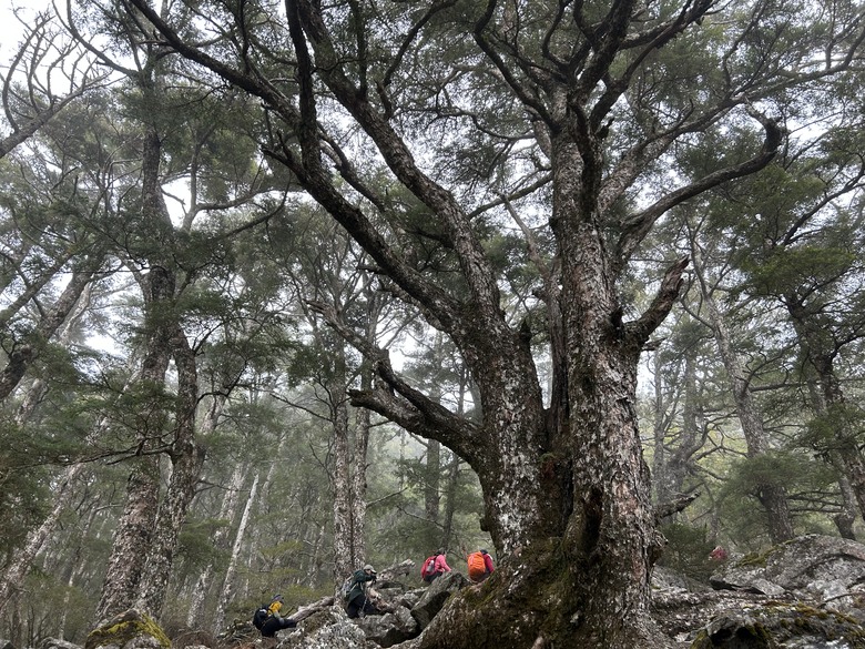 比玉山前峰還難爬的「南橫溪頭山」