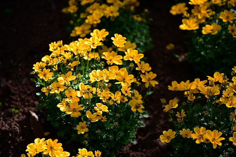 穿越冷冽山霧與崎嶇石階，停留繁花盛景——菜公坑山 O 型環走的人生縮影