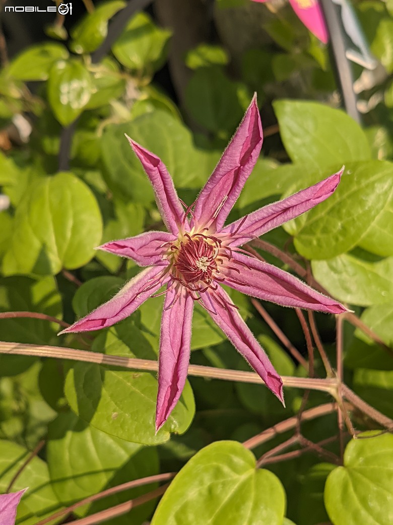 西洋水仙+鬱金香+鐵線蓮+風信子.... 台南市歸仁區七甲花卉區 01/25
