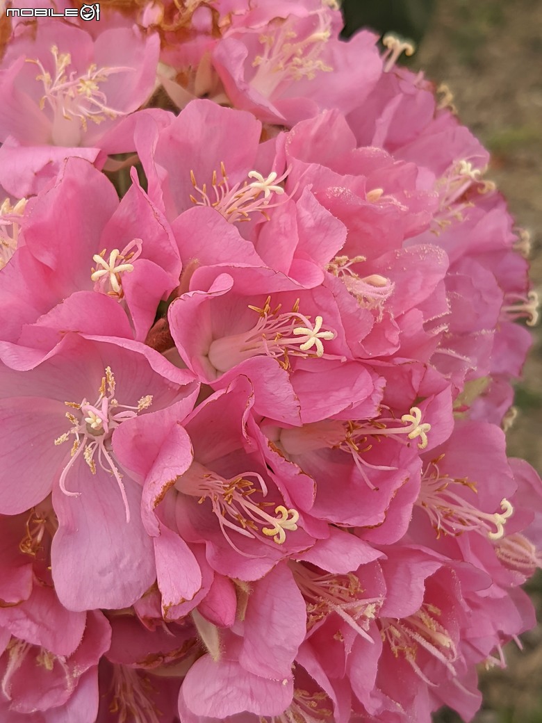 非洲芙蓉+紅花風鈴木 台南市仁德區仁德滯洪池 01/25
