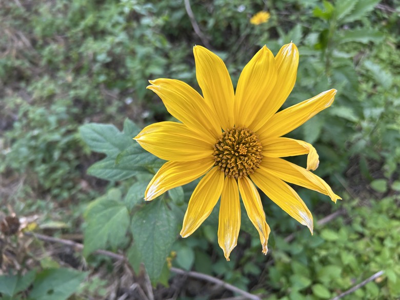 熊佧山、馬都安古道、南勢山北峰、烏嘎彥及鷂婆山一日遊