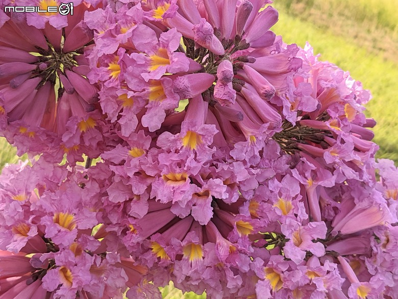 非洲芙蓉+紅花風鈴木 台南市仁德區仁德滯洪池 01/25