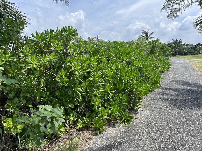 騎 遊 東 港 ( 大 鵬 灣 濕 地 公 園 )