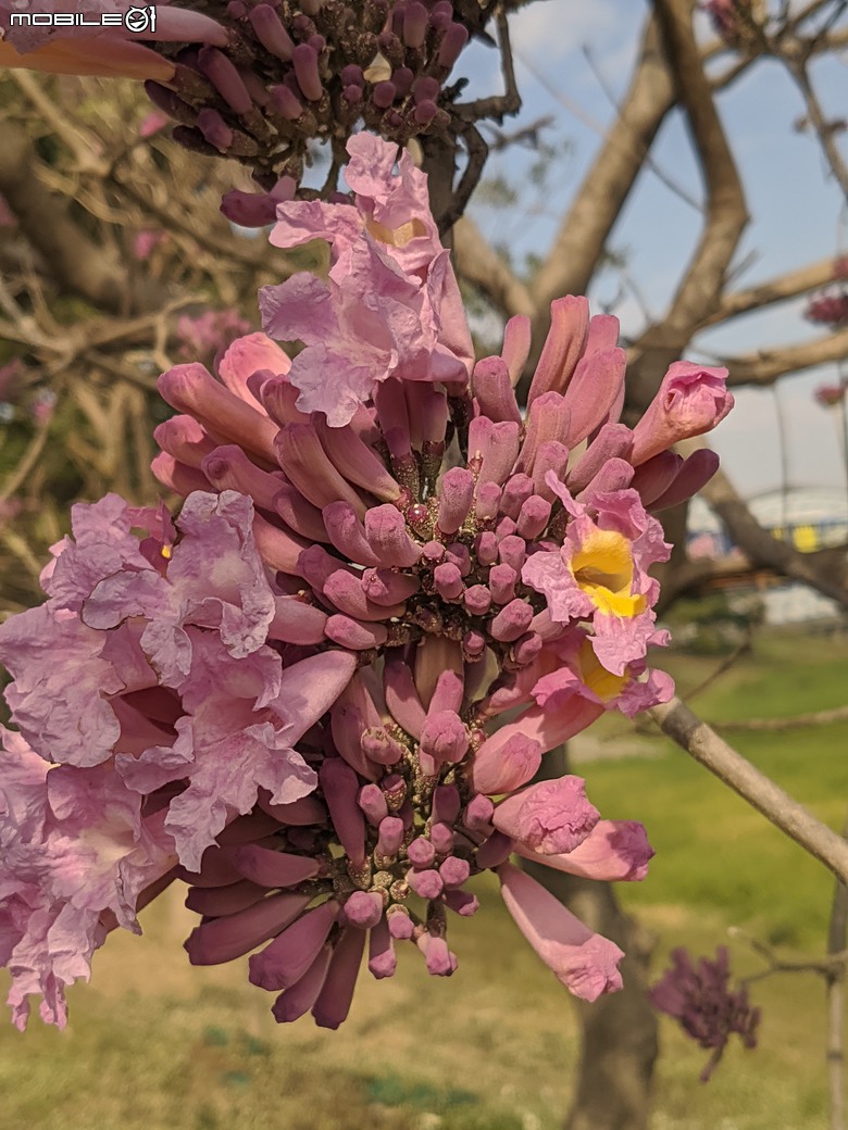 非洲芙蓉+紅花風鈴木 台南市仁德區仁德滯洪池 01/25