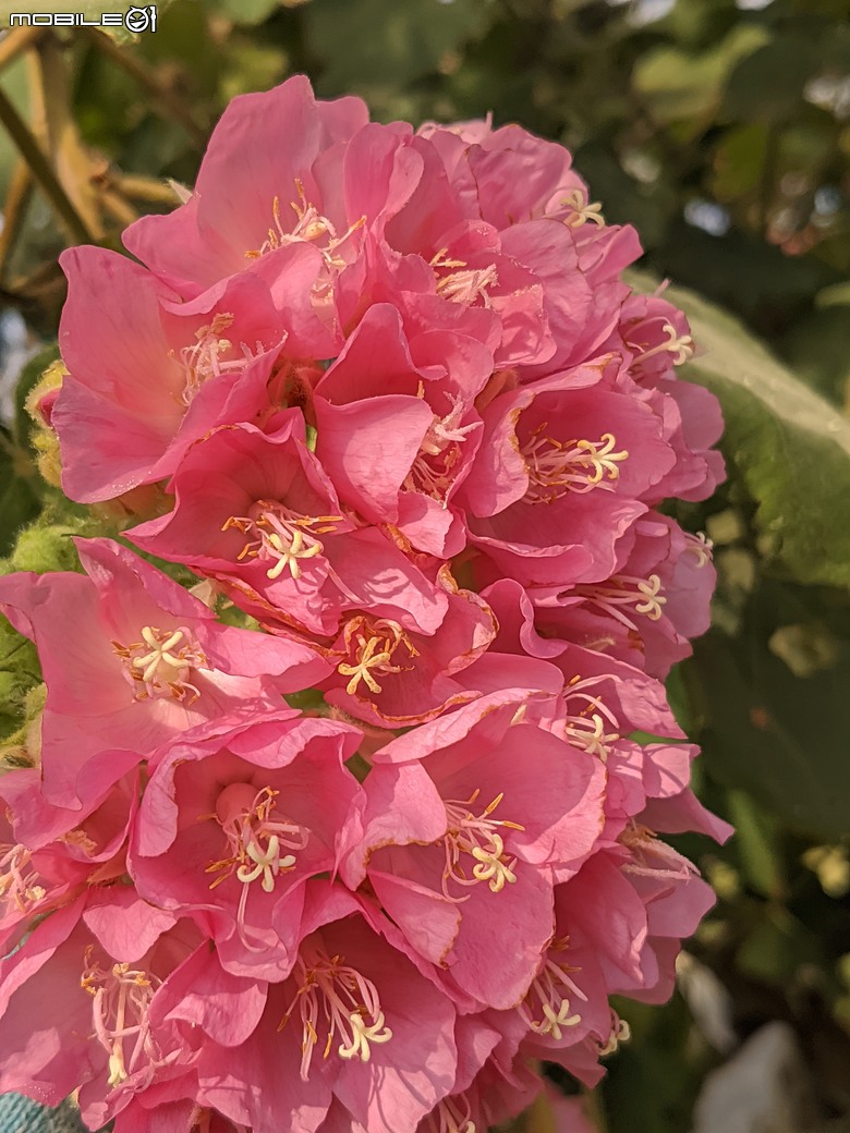 非洲芙蓉+紅花風鈴木 台南市仁德區仁德滯洪池 01/25