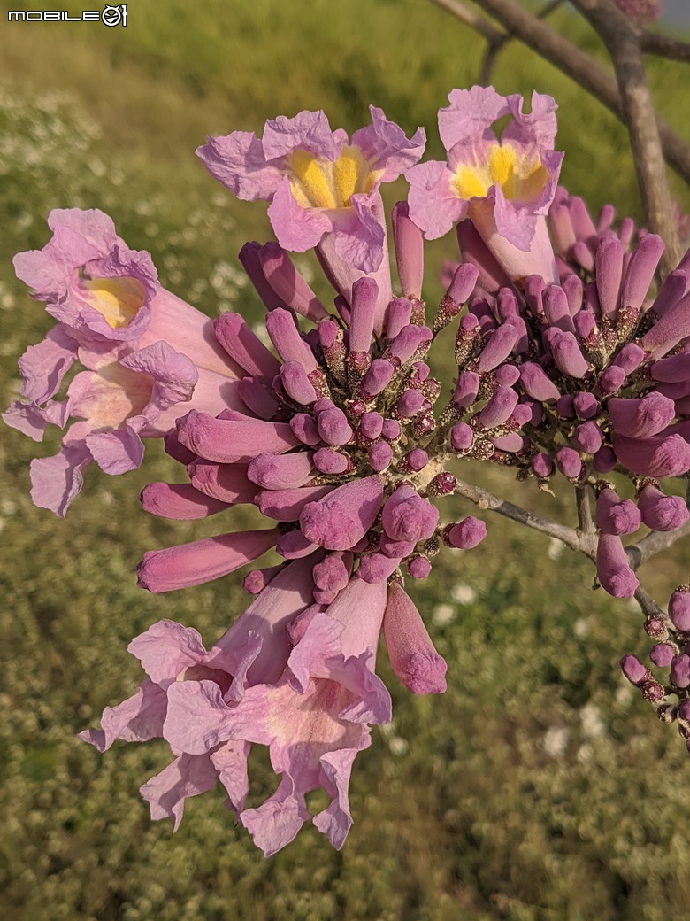 非洲芙蓉+紅花風鈴木 台南市仁德區仁德滯洪池 01/25