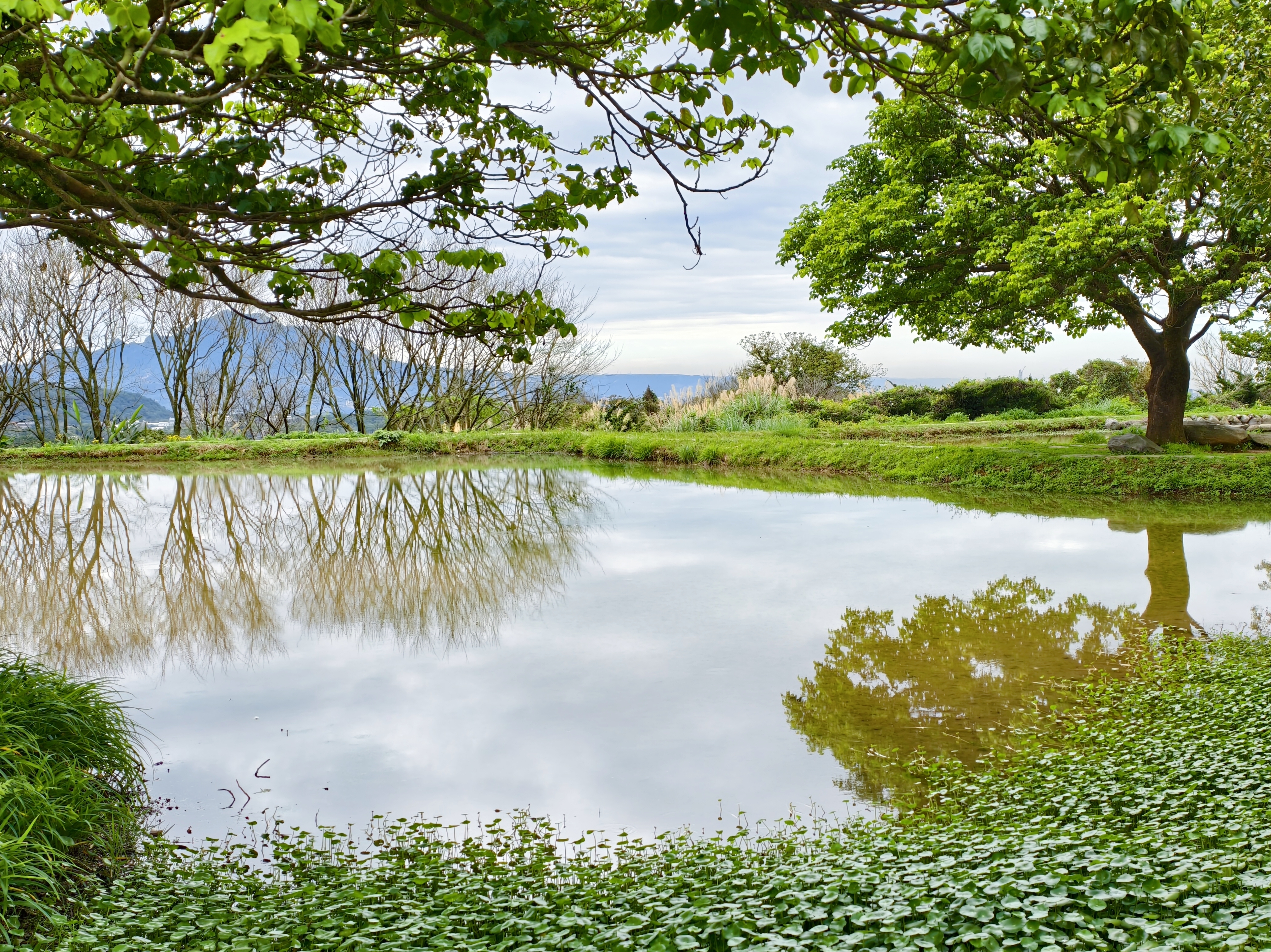 用特休換來的美景，我們的淡水一日遊：天元宮櫻花、匕匕庄紅梅、沙崙海灘