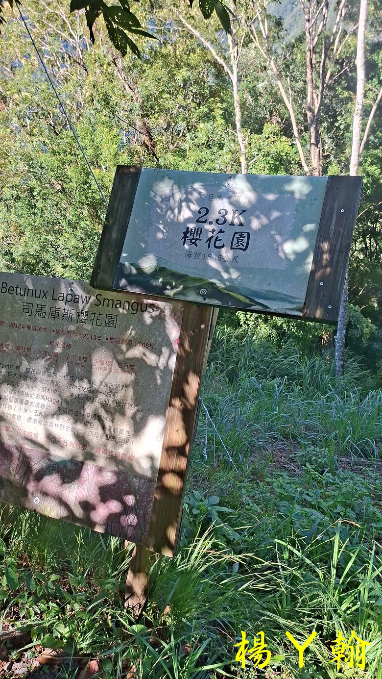 【上帝的部落 - 司馬庫斯】 巨木群歷經颱風後的驚人變化