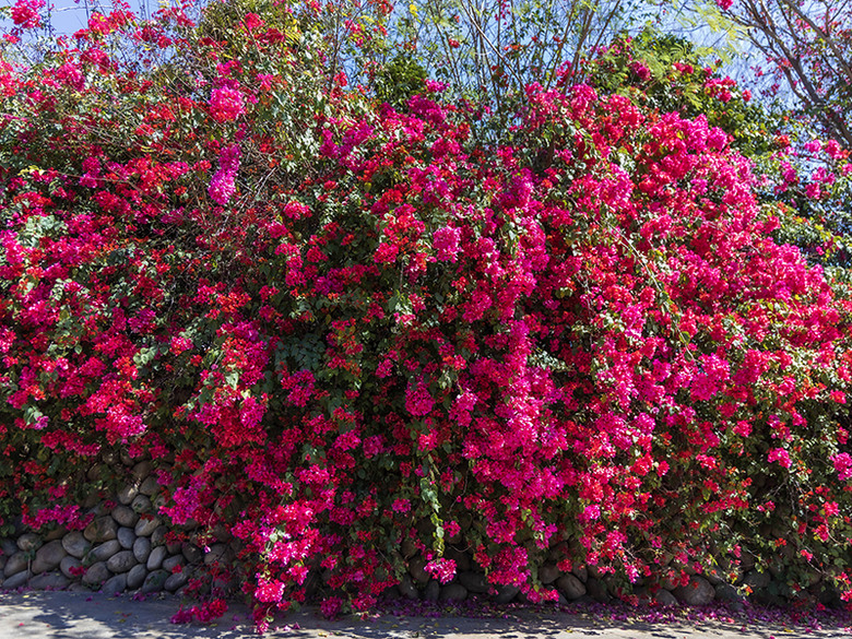 台中2月花季速報!東大公園500公尺九重葛花牆浪漫盛放!