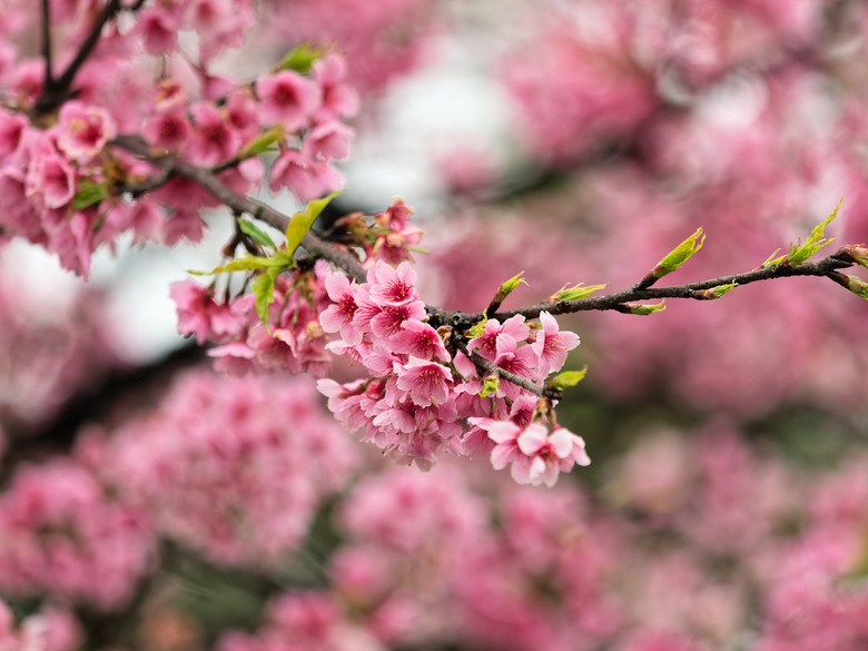 樂活公園-櫻花季-2026 OM 1 ii+OM 40-150mm f2.8