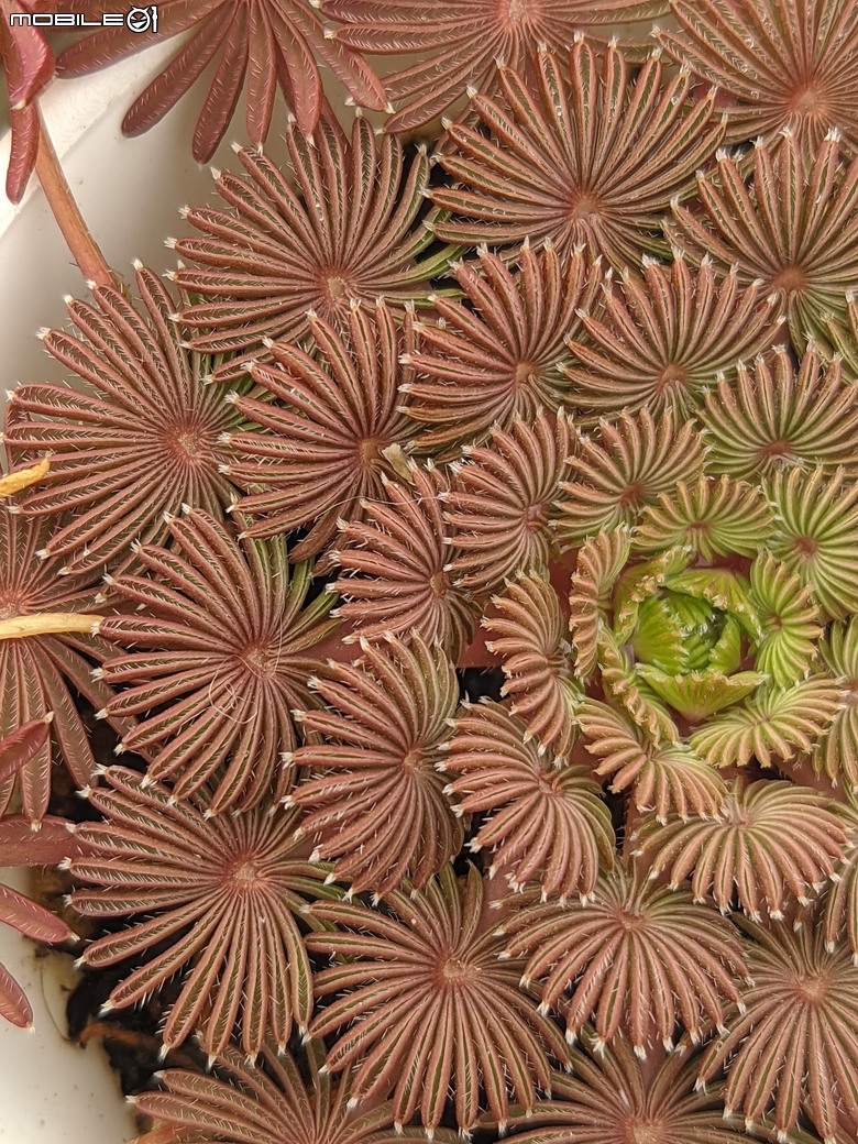 多肉植物 台南市歸仁區七甲花卉區 02/01