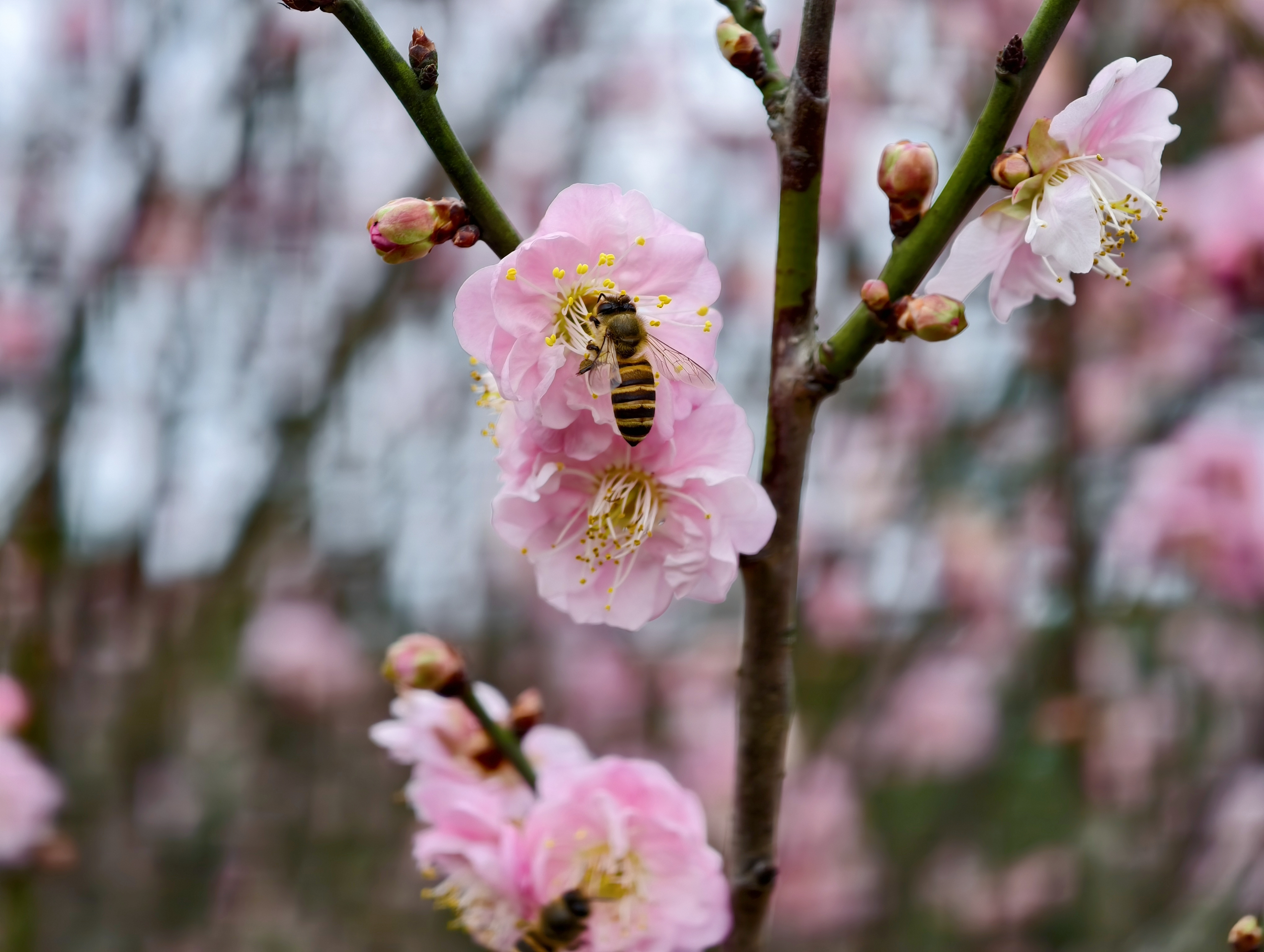 用特休換來的美景，我們的淡水一日遊：天元宮櫻花、匕匕庄紅梅、沙崙海灘