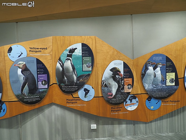 墨爾本近郊之菲利普島(Phillip Island)企鵝歸巢(Penguin Parade)、普芬比利鐵路(Puffing Billy)古董蒸汽火車，附掛旅途中的用餐與沿路風景 — 2026東澳洲四大城巡遊之墨爾本段 第1部