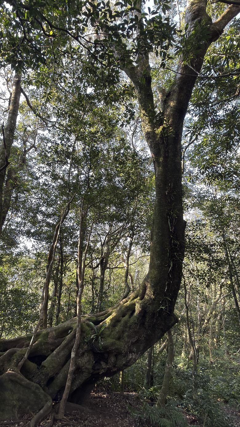 志繼山・東眼山・拉卡山 O 型縱走觀察紀錄 l ZEISS SFL 10x30 雙筒望遠鏡