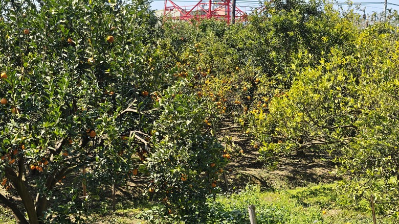 【小惡魔驫到成功】我們家的兩天一夜露營車老街之旅 - 仙草博物館 / 關西鎮農會 / 內灣老街 / 威尼斯露營車 / 溫家果園採橘子 / 紅鱻小館