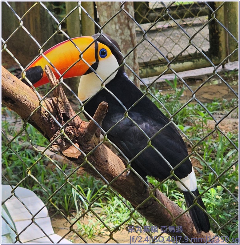 「馬」年遊巴西「馬」瑙斯 不能錯過 亞「馬」遜河「小惡魔驫到成功」