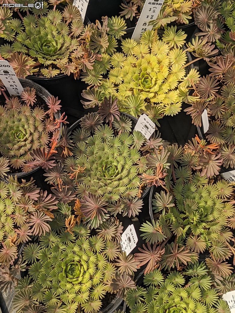 多肉植物 台南市歸仁區七甲花卉區 02/01
