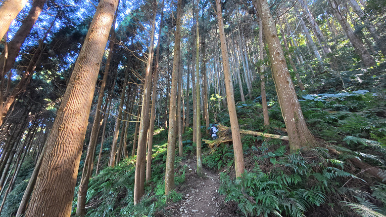 【油羅山】一座可以治癒人心靈的山 | 新竹羅山林道