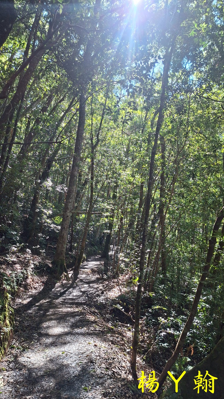 【上帝的部落 - 司馬庫斯】 巨木群歷經颱風後的驚人變化