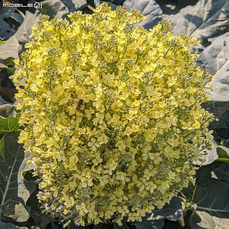 青花菜(花椰菜)開花 台南市仁德區二仁溪堤防旁 02/01