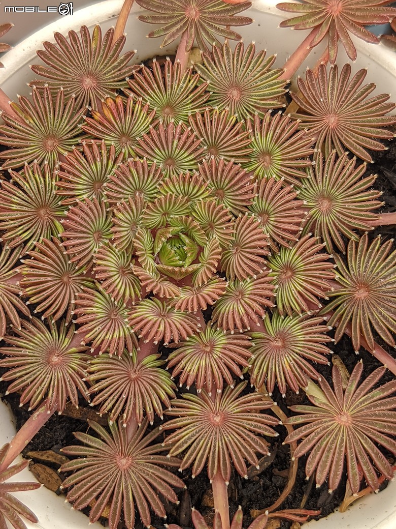 多肉植物 台南市歸仁區七甲花卉區 02/01