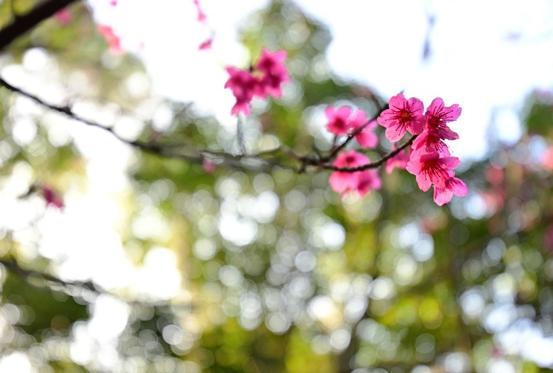 北投隱藏版走法 🌸 不止三層崎花海！走進忠義山林，找回城市的靜謐呼吸