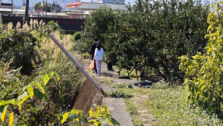 【小惡魔驫到成功】我們家的兩天一夜露營車老街之旅 - 仙草博物館 / 關西鎮農會 / 內灣老街 / 威尼斯露營車 / 溫家果園採橘子 / 紅鱻小館