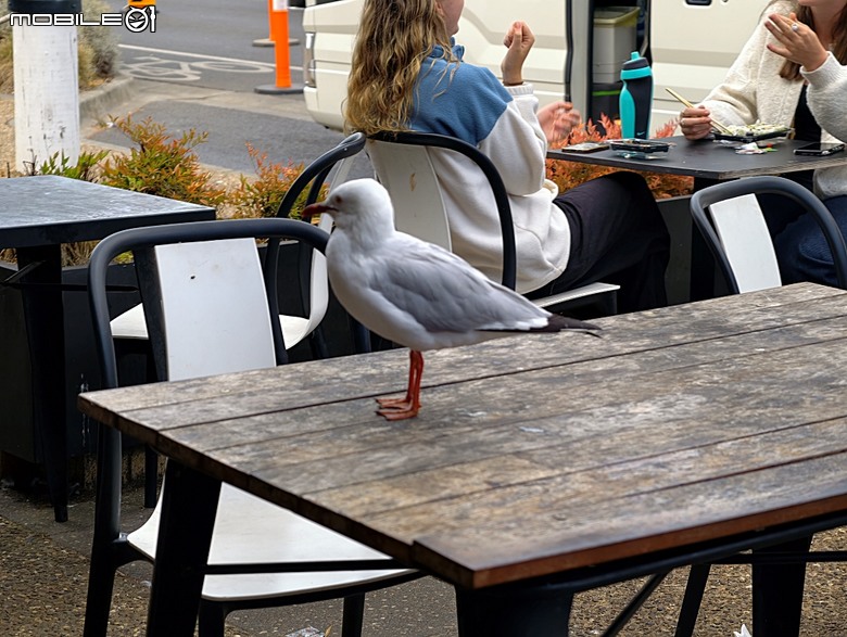墨爾本近郊之菲利普島(Phillip Island)企鵝歸巢(Penguin Parade)、普芬比利鐵路(Puffing Billy)古董蒸汽火車，附掛旅途中的用餐與沿路風景 — 2026東澳洲四大城巡遊之墨爾本段 第1部
